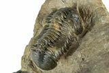 Multi-Toned Morocconites Trilobite Fossil With Austerops #354448-10